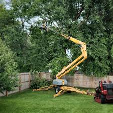 Why Choose Our Tree Removal Services in Franklin, NH?